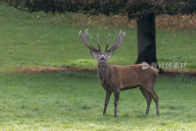 Flehmen对雄鹿的反应(Cervus elaphus)